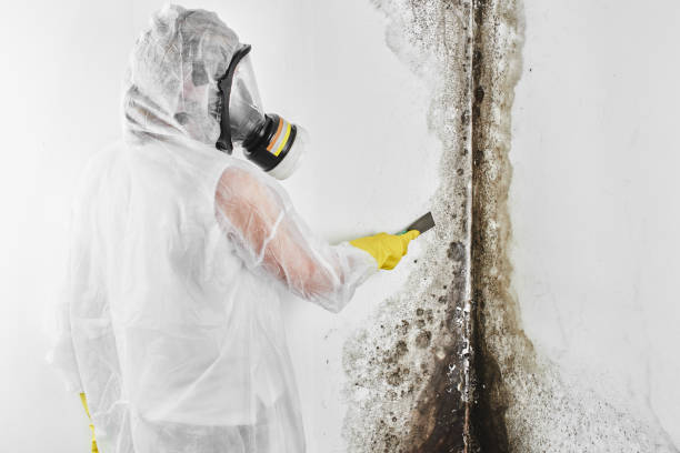 Trusted Tok, AK Mold Remediation Experts