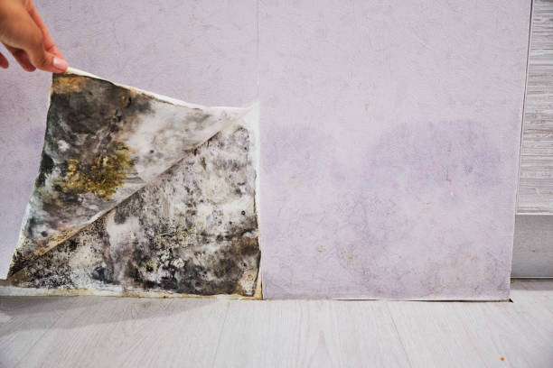 Best Commercial Mold Remediation in Tok, AK